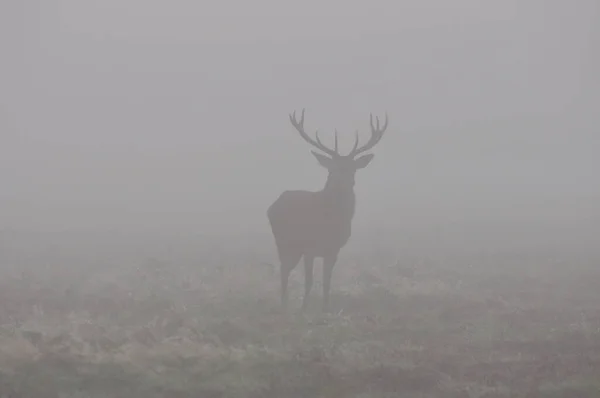 Face Face Avec Cerf Rouge — Photo