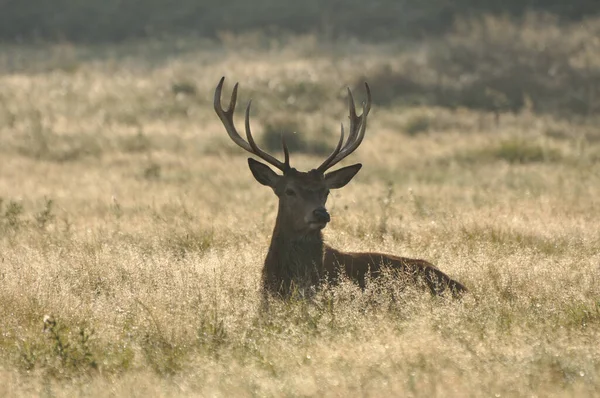 Face Face Avec Cerf Rouge — Photo