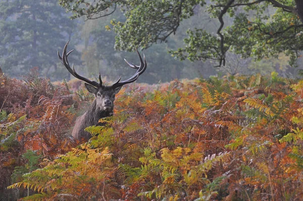 Kızıl geyikle yüz yüze