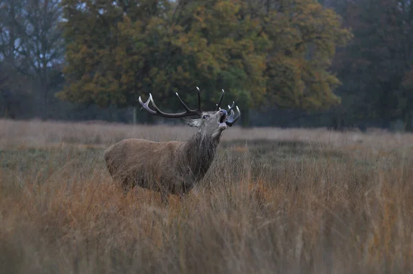 Face Face Avec Cerf Rouge — Photo