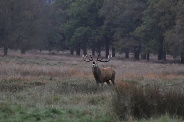 Face Face Avec Cerf Rouge — Photo