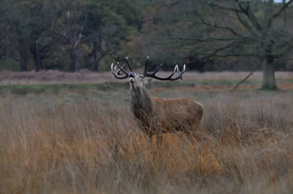 Kızıl geyikle yüz yüze