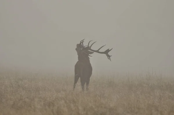 Face Face Avec Cerf Rouge — Photo