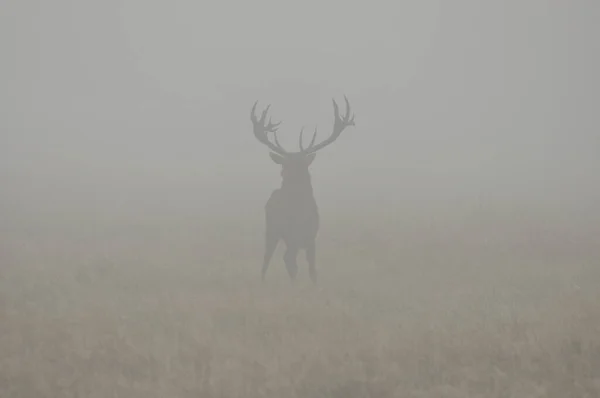 Face Face Avec Cerf Rouge — Photo