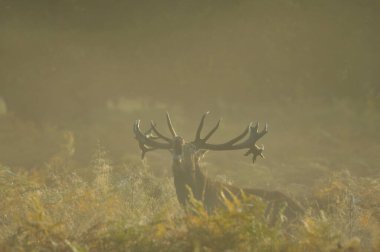 Kızıl geyikle yüz yüze