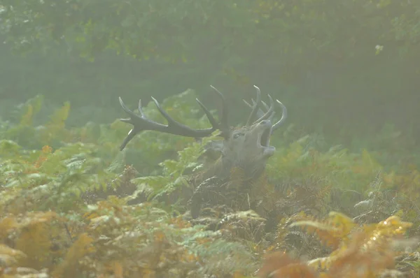 Face Face Avec Cerf Rouge — Photo