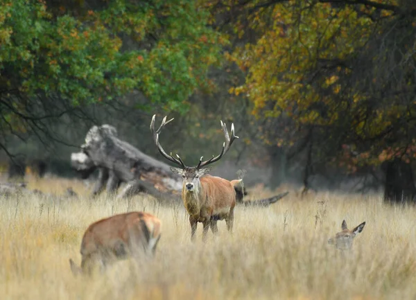 Face Face Avec Cerf Rouge — Photo