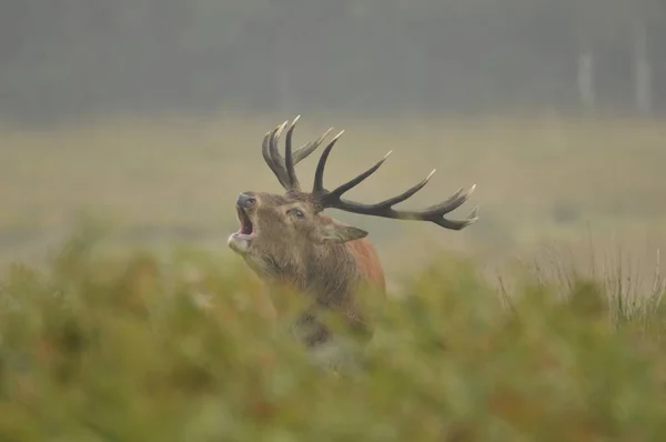 Face Face Avec Cerf Rouge — Photo