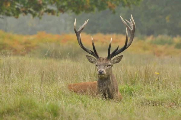 Face Face Avec Cerf Rouge — Photo