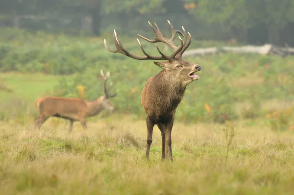 Kızıl geyikle yüz yüze