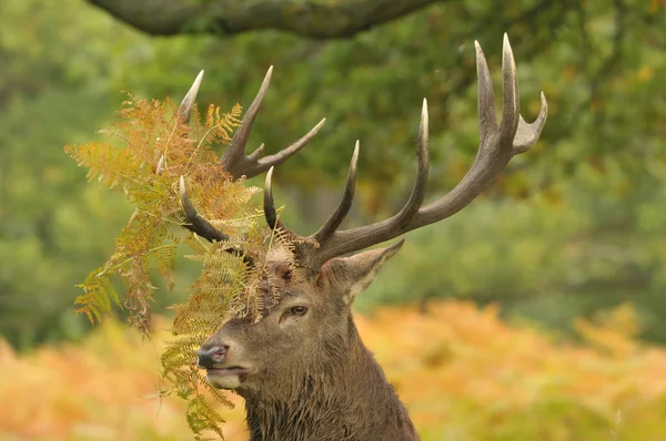 Face Face Avec Cerf Rouge — Photo