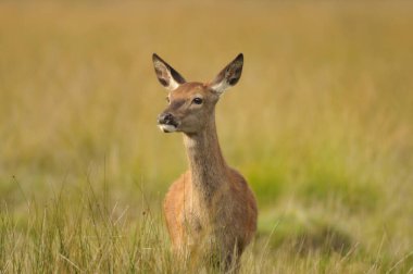 Kızıl geyikle yüz yüze