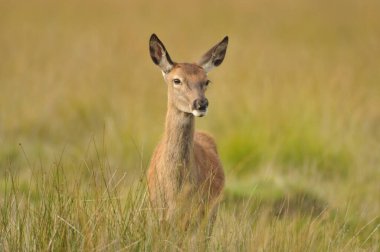 Kızıl geyikle yüz yüze