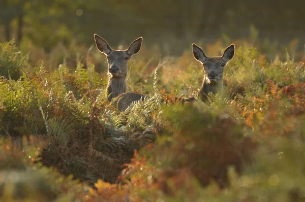 Kızıl geyikle yüz yüze