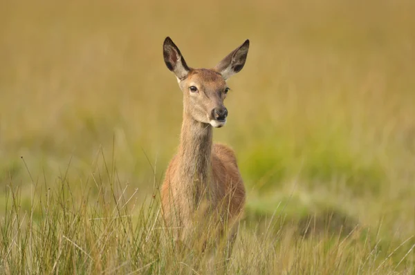 Kızıl geyikle yüz yüze