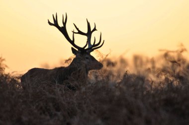 Kızıl geyikle yüz yüze