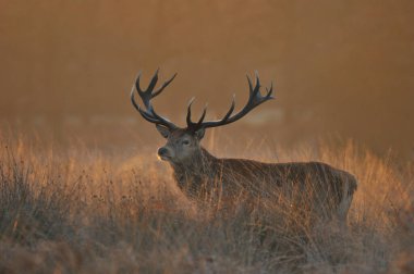 Kızıl geyikle yüz yüze
