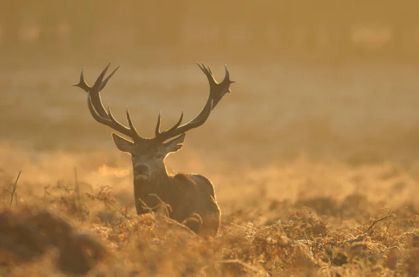 Face Face Avec Cerf Rouge — Photo