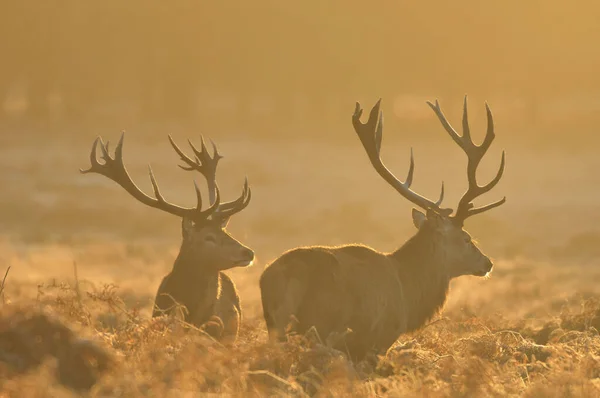 Face Face Avec Cerf Rouge — Photo