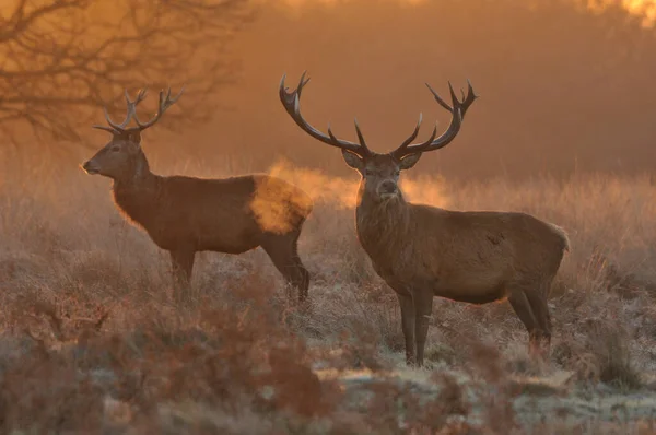 Face Face Avec Cerf Rouge — Photo