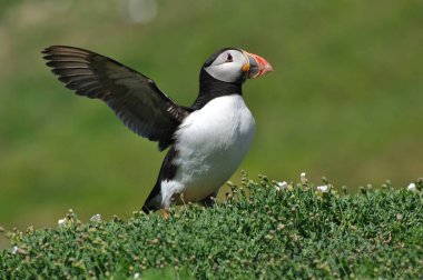 Atlantik martısı Fratercula arktika ile yüz yüze