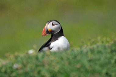 Atlantik martısı Fratercula arktika ile yüz yüze