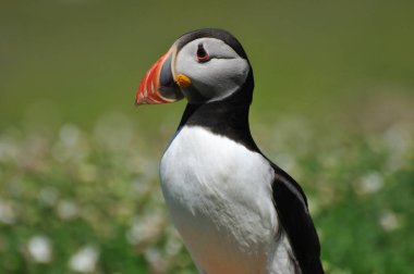 Atlantik martısı Fratercula arktika ile yüz yüze