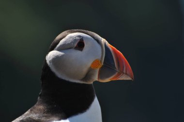 Atlantik martısı Fratercula arktika ile yüz yüze