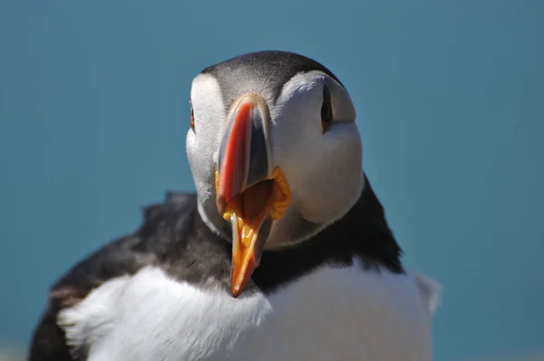 Atlantik martısı Fratercula arktika ile yüz yüze