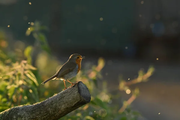 Avrupalı nar bülbülü Turdus göçmeniyle yüz yüze