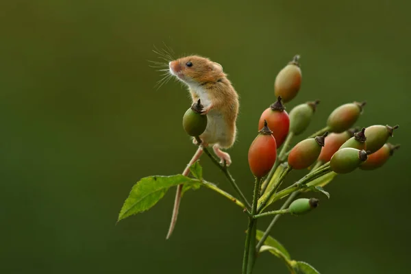 Avrasya hasat faresi sahada eğleniyor Mikromyler bir dakika