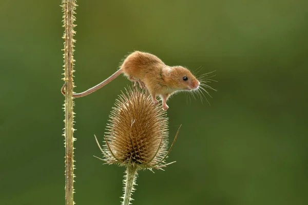 Eurasian Harvest Mouse Frolics Field Micromys Minutus — Stock Photo, Image