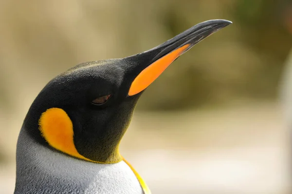 Emperor Penguin Portrait Aptenodytes Forsteri — Stock Photo, Image