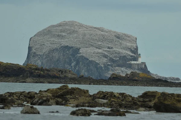 Bass Rock Adası İskoçya