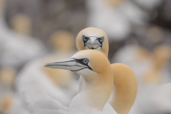 Cara Cara Con Alcatraces Del Norte Morus Bassanus — Foto de Stock