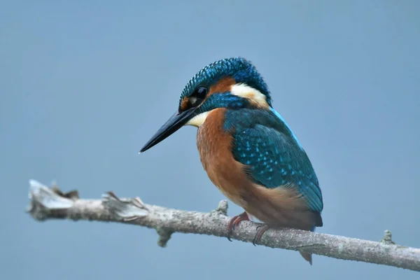 Kingfisher Bird Perching Tree — Stock Photo, Image