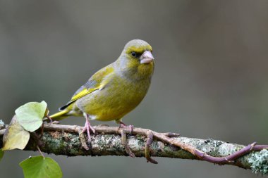 Avrupa yeşil ispinozu portresi