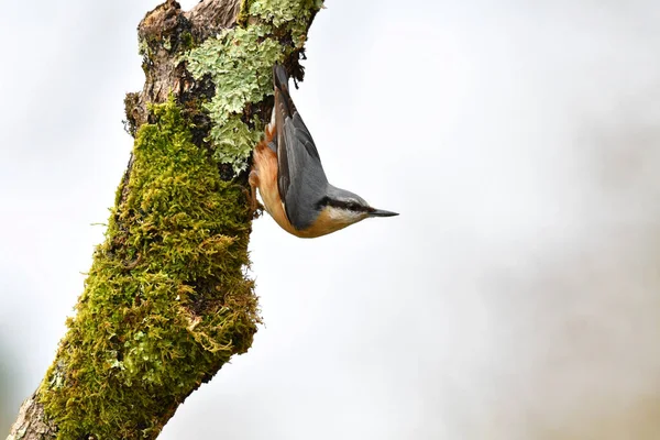 Eurasian Nuthatch Perched Tree — Stock Photo, Image
