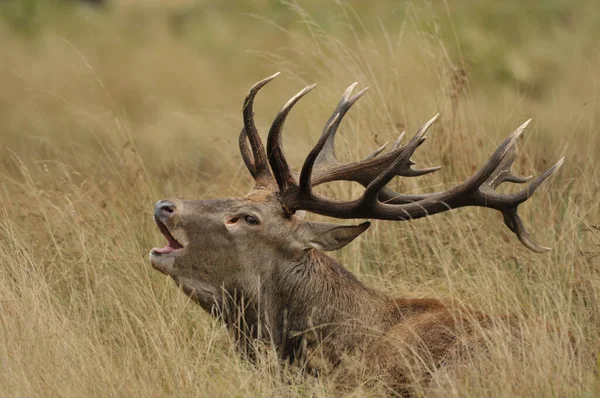 Kızıl geyik cervus elaphus erkek portresi