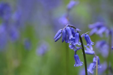 Bluebell Hyacinthoides New Forest 'ta senaryo dışı