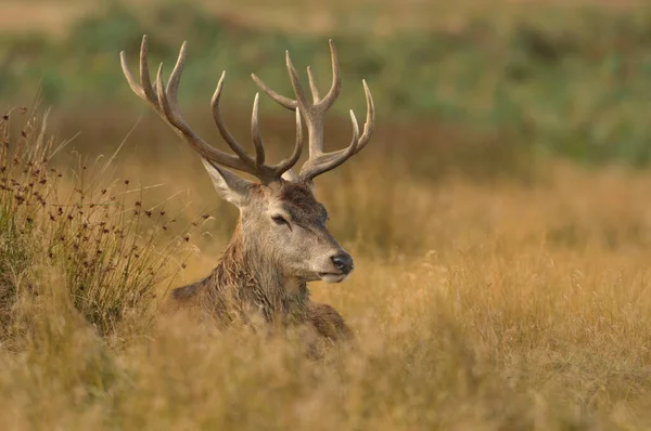 Face Face Avec Cerf Rouge Cervus Elaphus — Photo