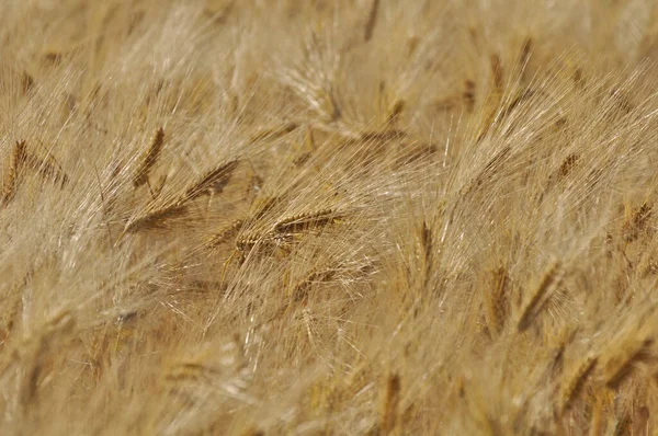 Natural Wheat Groving Sun — Stock Photo, Image