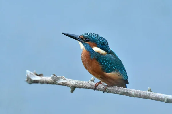 Common Kingfisher Alcedo Atthis Perched Tree — Stock Photo, Image