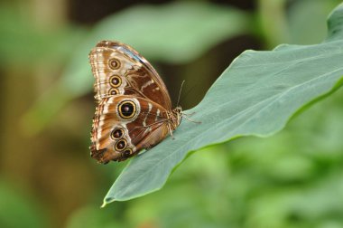 Dev baykuş kelebeği Caligo Memnon 'un kanadında göz kapakları