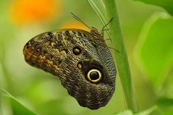 Augenflecken Auf Dem Flügel Des Rieseneule Schmetterlings Caligo Memnon — Stockfoto