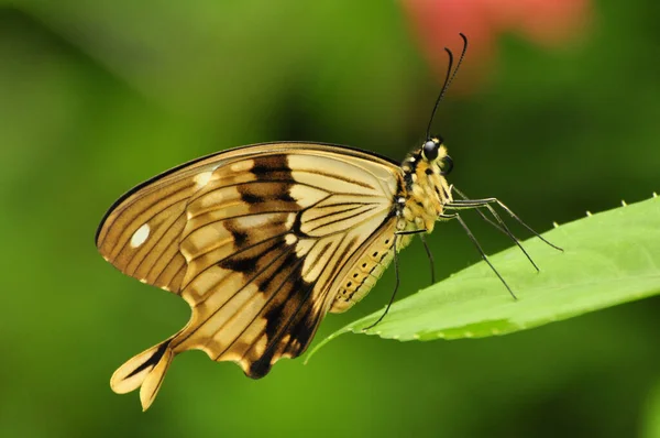 Bahçe Yaprağına Konmuş Egzotik Kelebek — Stok fotoğraf