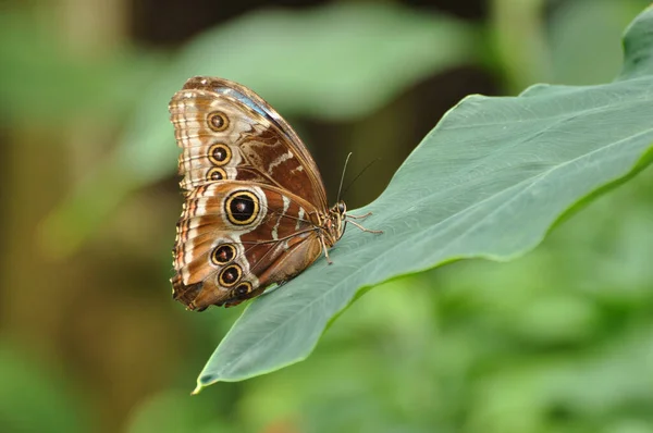 Dev baykuş kelebeği Caligo Memnon 'un kanadında göz kapakları