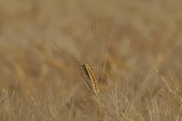 Güneşin Altında Doğal Buğday Koruluğu — Stok fotoğraf