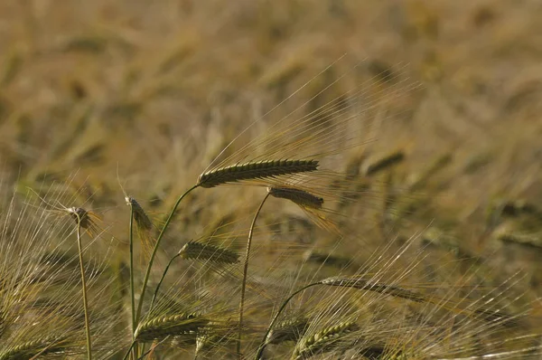 Güneşin Altında Doğal Buğday Koruluğu — Stok fotoğraf