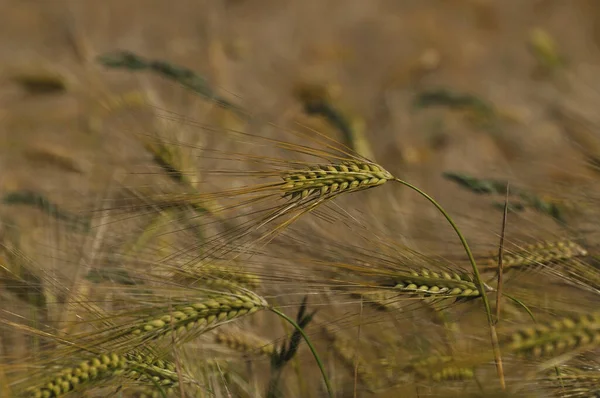 Güneşin Altında Doğal Buğday Koruluğu — Stok fotoğraf